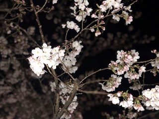 桜②.jpg