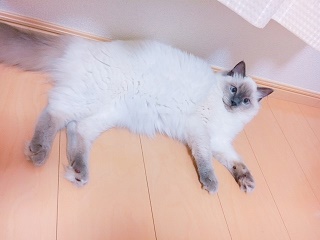 猫　2.jpg